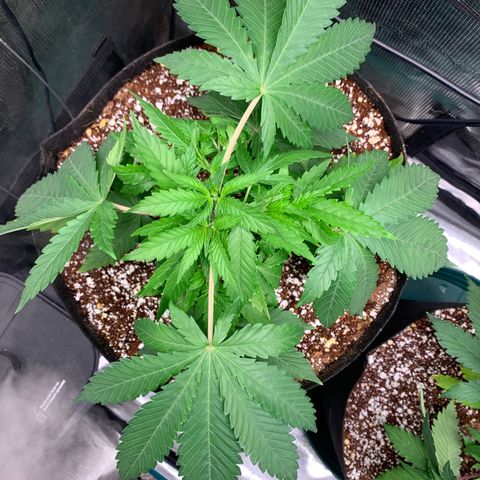 Gorilla Glue - Sweetgrass growlog timeline photo