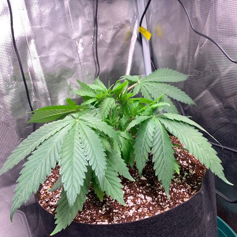 Gorilla Glue - Sweetgrass growlog timeline photo
