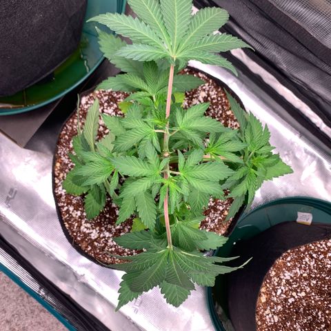 Member Berry - Ethos growlog timeline photo