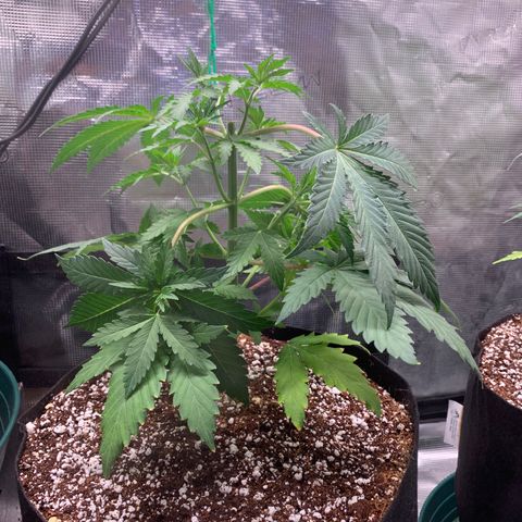 Member Berry - Ethos growlog timeline photo