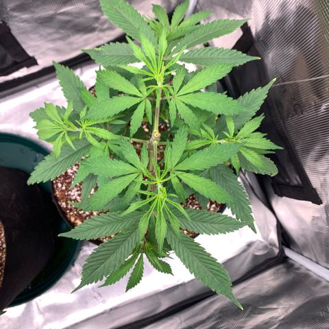 Sensi Skunk - Sensi Seeds growlog timeline photo