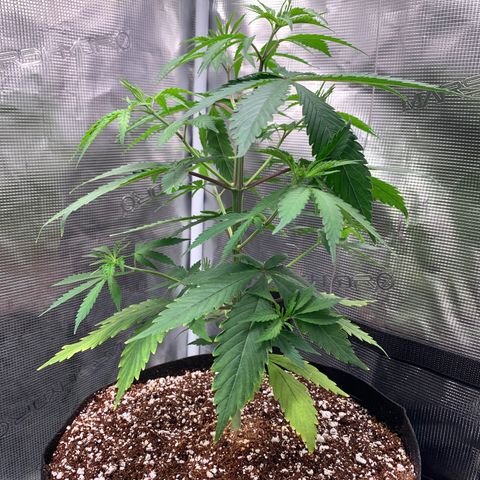 Sensi Skunk - Sensi Seeds growlog timeline photo