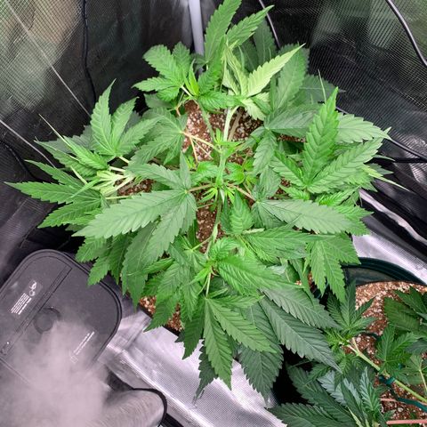 Gorilla Glue - Sweetgrass growlog timeline photo