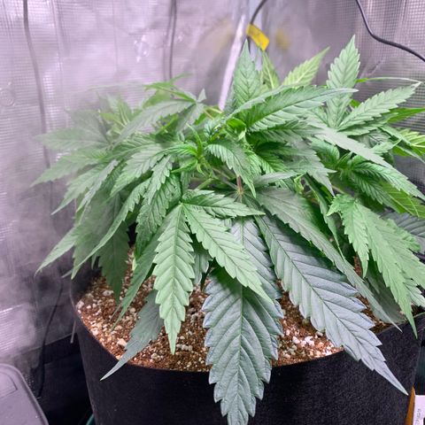 Gorilla Glue - Sweetgrass growlog timeline photo