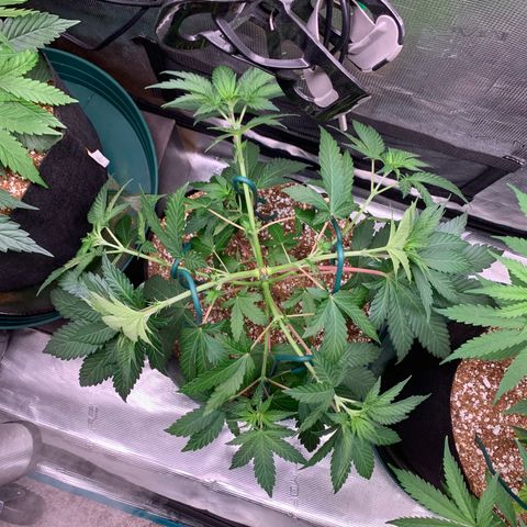 Member Berry - Ethos growlog timeline photo