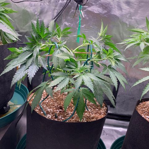 Member Berry - Ethos growlog timeline photo