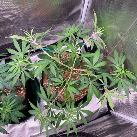 Sensi Skunk - Sensi Seeds growlog timeline photo