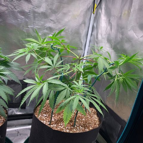Sensi Skunk - Sensi Seeds growlog timeline photo