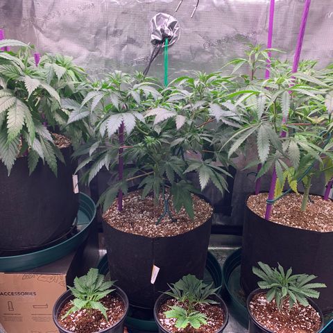 Gorilla Glue - Sweetgrass growlog photo: Moved clones to tent