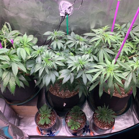 Gorilla Glue - Sweetgrass growlog photo: Moved clones to tent