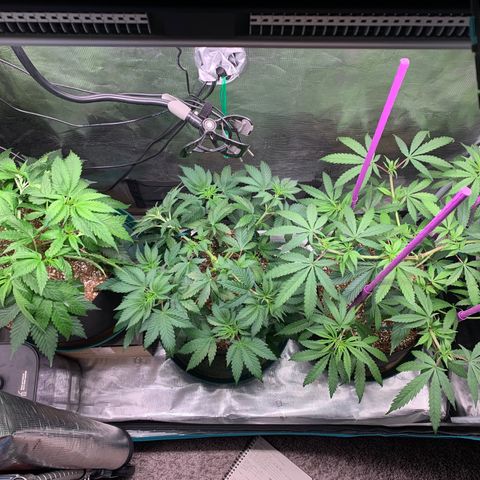 Gorilla Glue - Sweetgrass growlog timeline photo