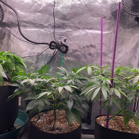 Gorilla Glue - Sweetgrass growlog timeline photo