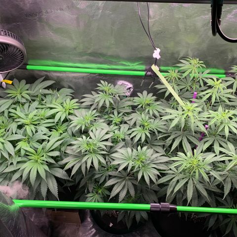 Gorilla Glue - Sweetgrass growlog timeline photo