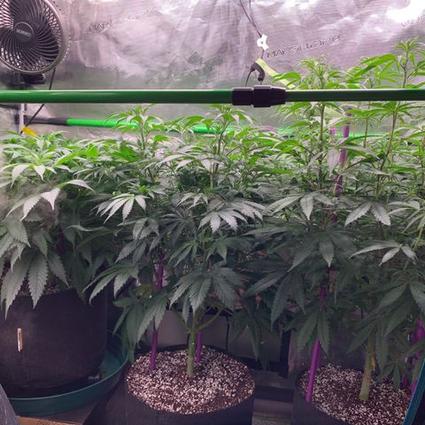 Gorilla Glue - Sweetgrass growlog timeline photo