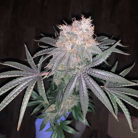 Member Berry - Ethos growlog timeline photo