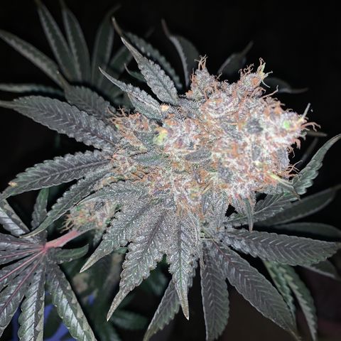 Member Berry - Ethos growlog timeline photo