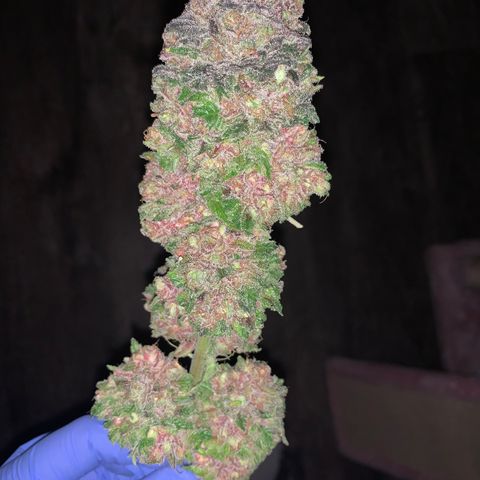 Gorilla Glue - Sweetgrass growlog timeline photo