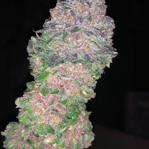 Gorilla Glue - Sweetgrass growlog timeline photo