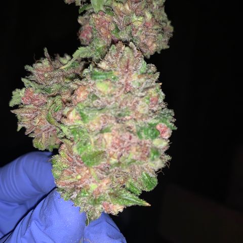 Gorilla Glue - Sweetgrass growlog timeline photo