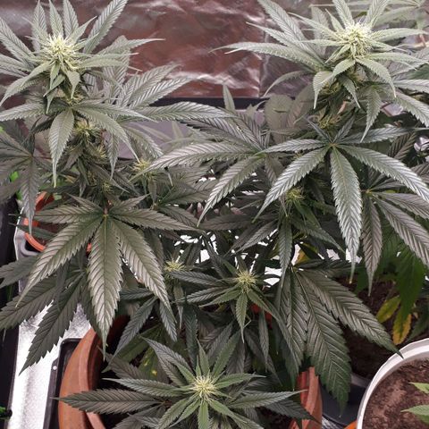 H & E GmbH #1 growlog timeline photo