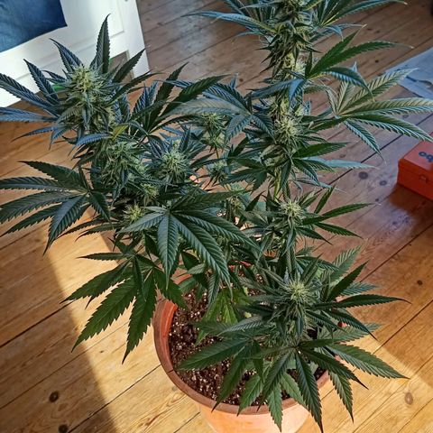 H & E GmbH #1 growlog timeline photo