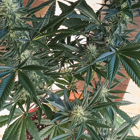 H & E GmbH #1 growlog timeline photo