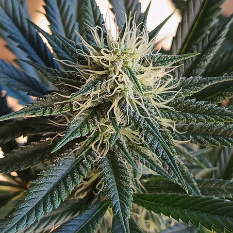 H & E GmbH #1 growlog timeline photo