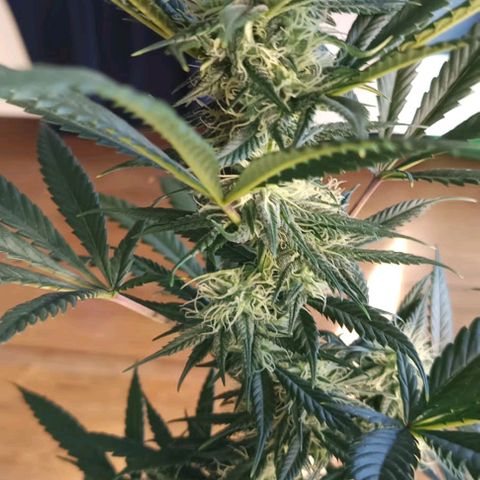 H & E GmbH #1 growlog timeline photo