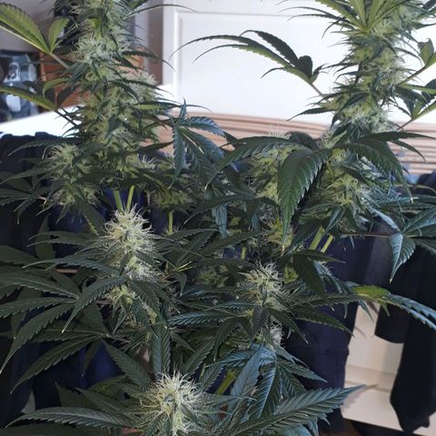 H & E GmbH #1 growlog timeline photo