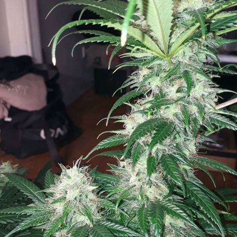 H & E GmbH #1 growlog timeline photo