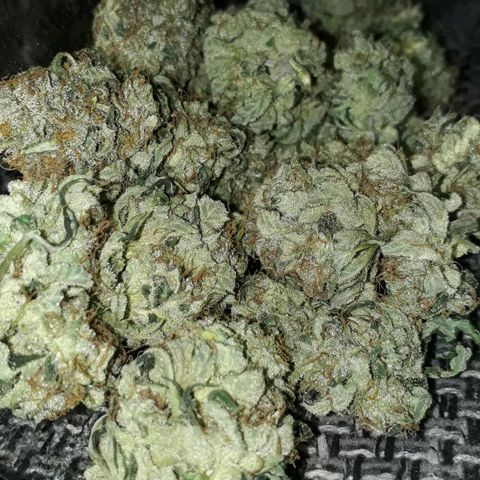 H & E GmbH #1 growlog timeline photo