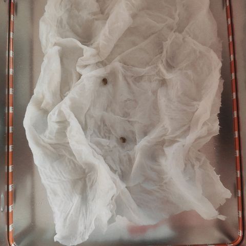 Moby-D XXL Auto growlog photo: Proceso