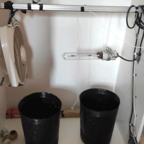 Moby-D XXL Auto growlog photo: Proceso