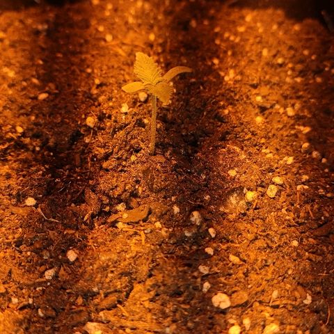 Moby-D XXL Auto growlog timeline photo