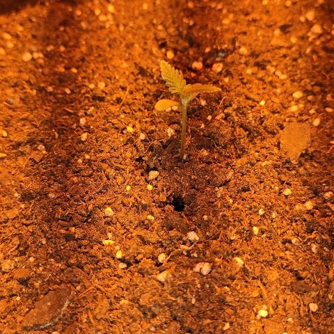 Moby-D XXL Auto growlog timeline photo