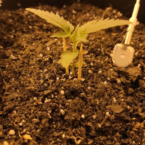 Moby-D XXL Auto growlog timeline photo