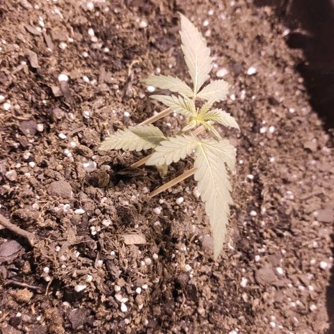 Moby-D XXL Auto growlog timeline photo