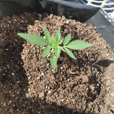 Moby-D XXL Auto growlog timeline photo