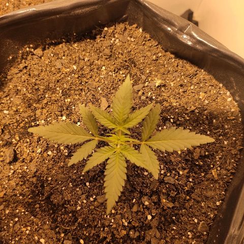 Moby-D XXL Auto growlog timeline photo