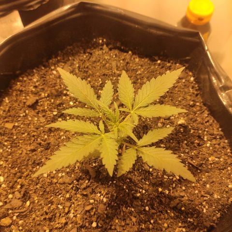 Moby-D XXL Auto growlog timeline photo