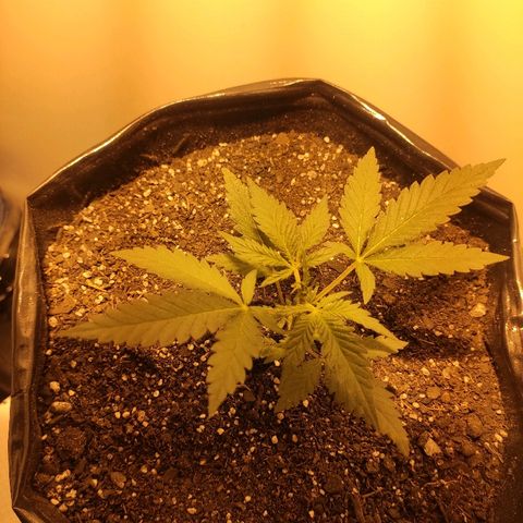 Moby-D XXL Auto growlog timeline photo