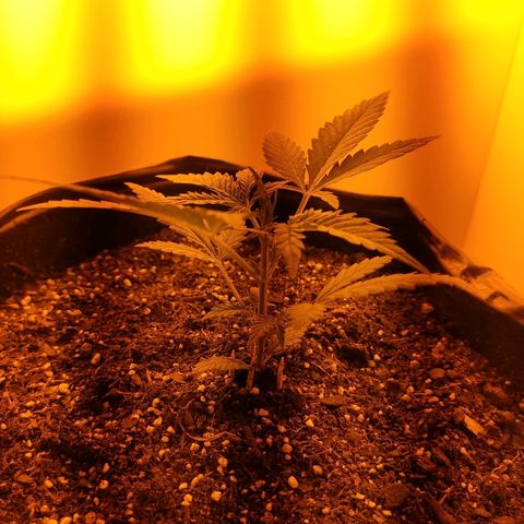 Moby-D XXL Auto growlog timeline photo