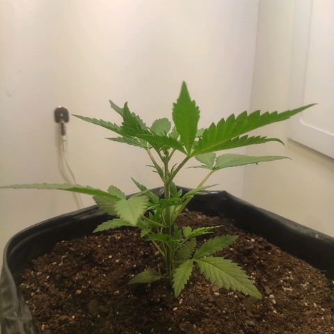 Moby-D XXL Auto growlog timeline photo