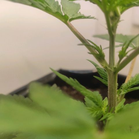 Moby-D XXL Auto growlog timeline photo