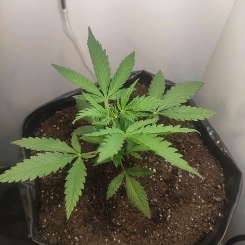 Moby-D XXL Auto growlog timeline photo