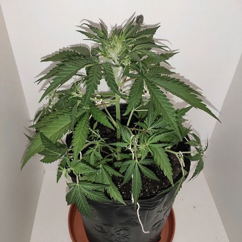 Moby-D XXL Auto growlog timeline photo