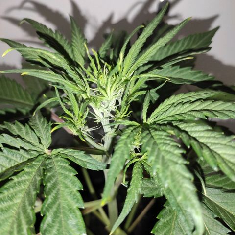 Moby-D XXL Auto growlog timeline photo