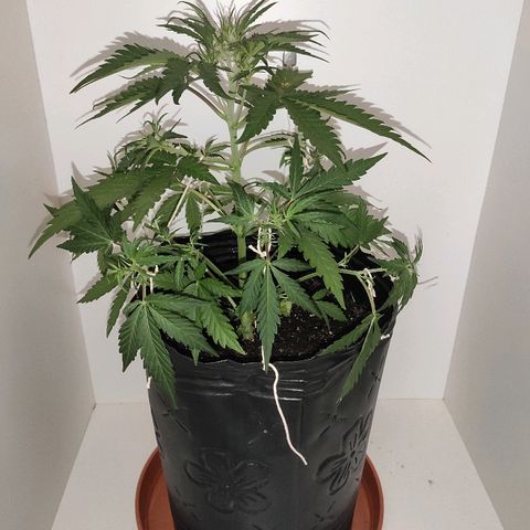 Moby-D XXL Auto growlog timeline photo