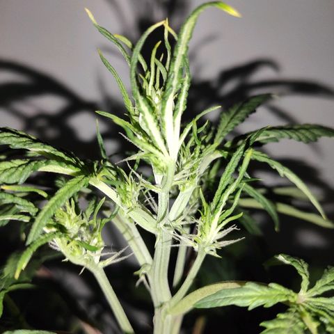 Moby-D XXL Auto growlog timeline photo