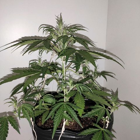 Moby-D XXL Auto growlog timeline photo